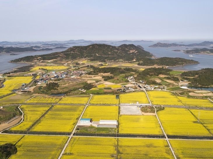 ‘2023 팔금 섬 유채꽃 축제장’ 전경. 신안군 제공
