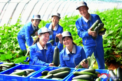 [포토] 북한 강동종합온실 첫 수확