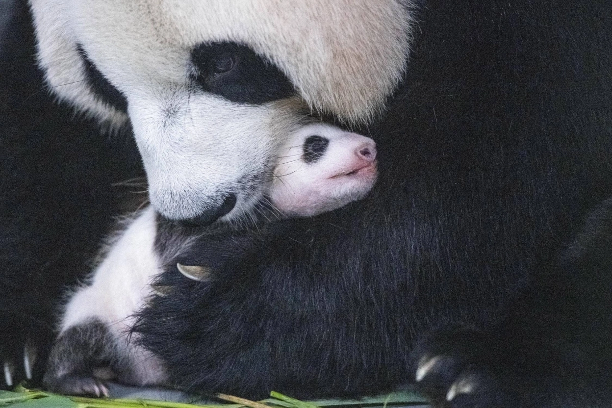 50일을 맞은 푸바오. 에버랜드 제공.