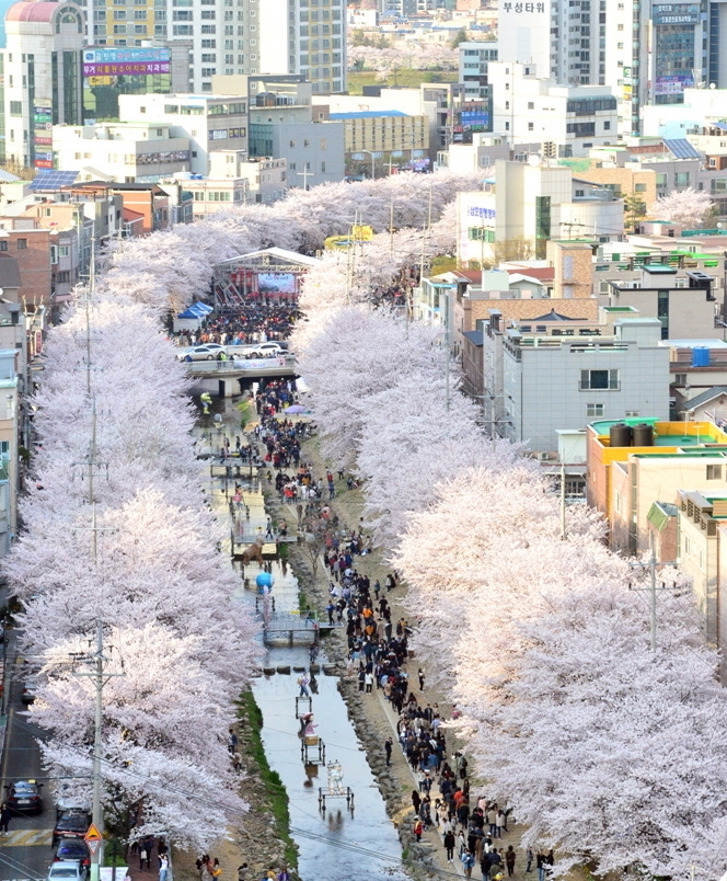 울산 남구 무거동 궁거랑 벚꽃거리. 뉴시스