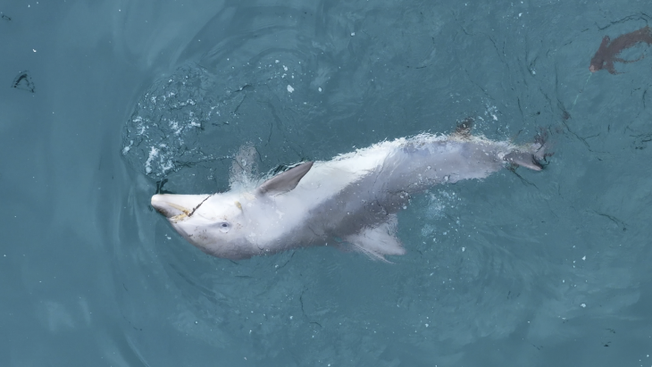 폐어구에 걸린 새끼남방큰돌고래가 가만히 죽은 듯 있다가 뒤집는 정형행동을 보이고 있다. 다큐제주·제주대 돌고래연구팀 제공