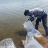 경기도, 토종 자원 회복 ‘빙어’ 치어 100만 마리 방류