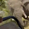 “상아로 번쩍”…사파리 투어 중 ‘코끼리 돌진’ 1명 사망