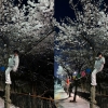벚나무 올라타고 사진 찍다가 질타받은 서울대 출신 연예인