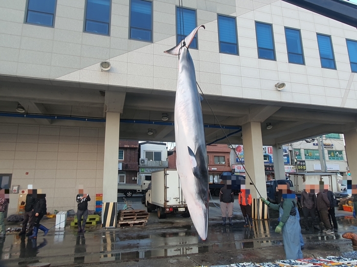 영덕 앞바다서 혼획된 밍크고래. 울진해경 제공