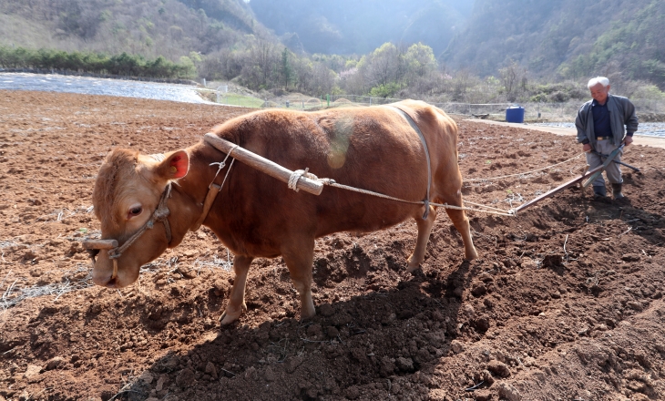 “이랴” 쟁기 끄는 소로 비탈밭 가는 어르신