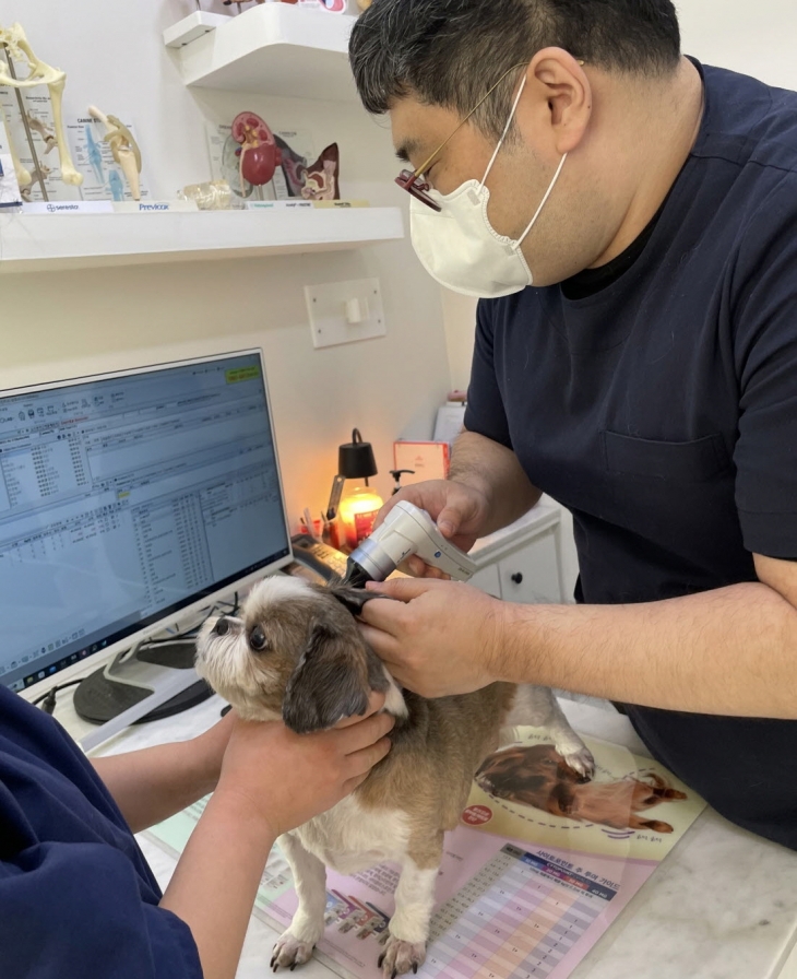 서울 영등포구가 지정한 ‘우리동네 동물병원’에서 한 반려견이 진찰받고 있는 모습. 영등포구 제공