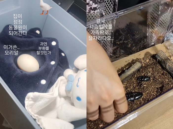 배우 정가은이 새로운 가족을 소개했다. 정가은 인스타그램