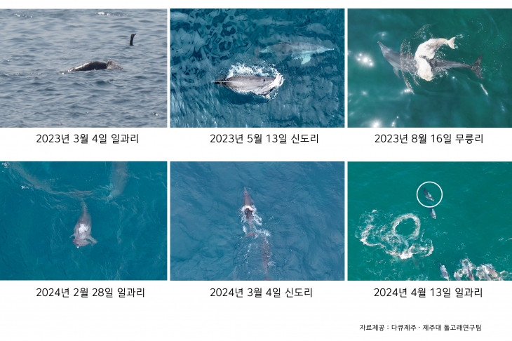 최근 1년새 제주바다에서 새끼남방큰돌고래 사체 6마리가 발견됐다. 지난해부터 올해 사이 어린 새끼를 데리고 다니는 어미돌고래의 모습. 다큐제주·제주대학교 돌고래연구팀 제공