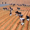 붉은황토고구마 심는 영암 농민들