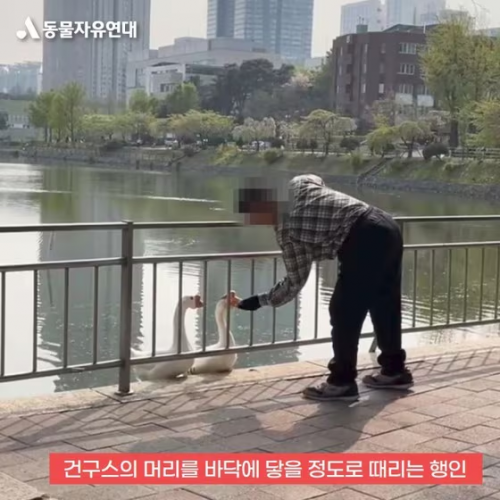 지난 11일 60대 남성 A씨가 서울 광진구 건국대 일감호에 서식하는 거위의 머리를 가격하고 있다. 동물자유연대 블로그 갈무리