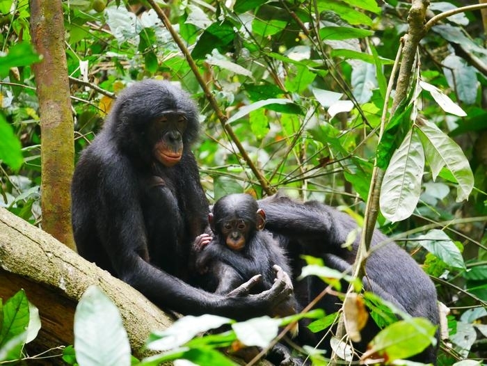 보노보는 짝짓기를 할 때 침팬지보다 더 공격적이라는 새로운 연구 결과가 나왔다. 미국 보스턴대 모드 무지노 박사 제공
