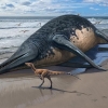 최소 25m… 역대 가장 큰 ‘어룡’ 발견[과학계는 지금]