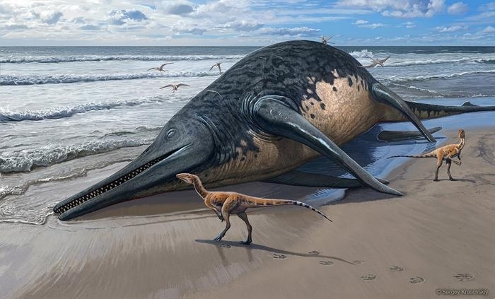 고생물학자들이 역대 가장 큰 해양 파충류의 흔적을 발견했다. 이치요티탄 세베르넨시스라고 이름 붙여진 이 어룡의 크기는 최소한 25m에 이르는 것으로 확인됐다. 세베르넨시스의 사체가 해안으로 밀려와 있는 가상도. 영국 브리스틀대 제공