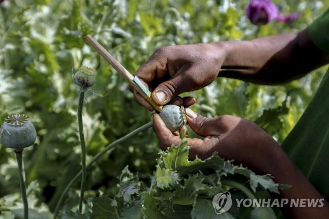 미얀마 양귀비 재배. 기사의 이해를 돕기 위한 이미지로 본 기사와 직접적 관련이 없습니다. EPA 연합뉴스 자료사진