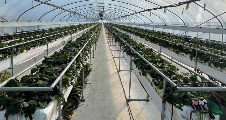 일조량 감소 피해를 입은 딸기 농가.