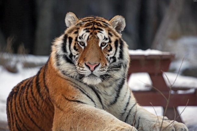 지난 19일 서울대공원에서 멸종위기 1급 시베리아호랑이 ‘태백’이 숨진 사실이 뒤늦게 알려졌다. 서울대공원 홈페이지