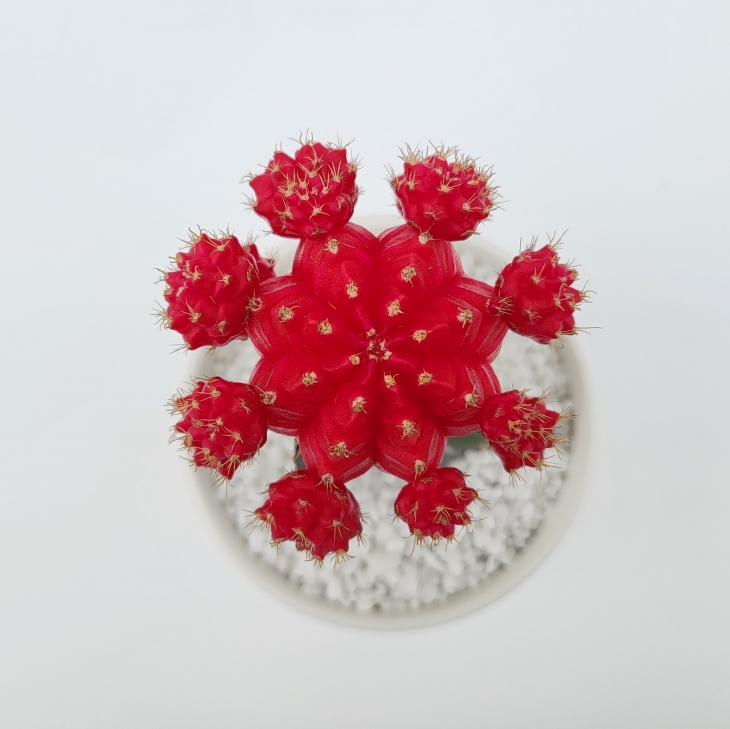 비모란 ‘핑크문’ 품종(경기농기원 제공)