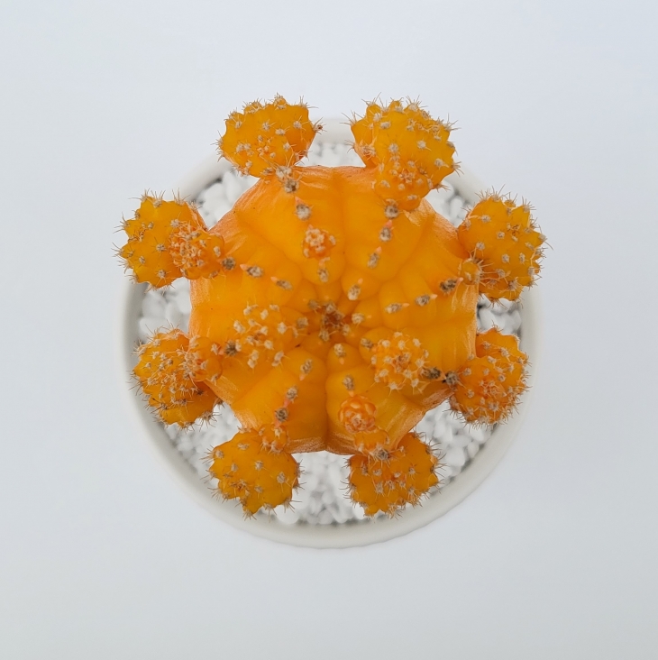 비모란 ‘엘로우문’ 품종(경기농기원 제공)