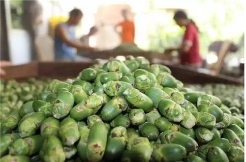 빈랑 자료 사진. 연합뉴스