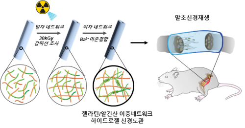 감마선 조사 이중네트워크 하이드로젤 신경 도관 모식도