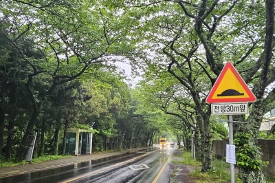 도로 확장에 잘려나갈 뻔한… 정실 아름드리 가로수 결국 살린다