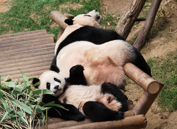 엄마 독차지한 푸바오 동생