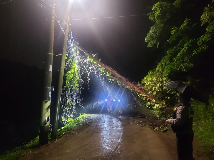 5일 오후 9시 53분쯤 부산 기장군 장안읍 도로에 소나무가 쓰러져 전깃줄에 걸려있다. 부산소방재난본부 제공
