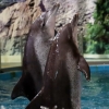 돌고래 쇼 뛰다 줄줄이 폐사…“동물 학대” “상해 없는 훈련”[생각나눔]