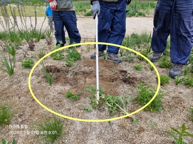 울산 태화강 국가정원 내 자연주의정원에서 자라던 튤립 수십점이 사라졌다. 울산시