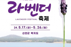 신안 퍼플섬, 17일부터 라벤더꽃 축제 열려