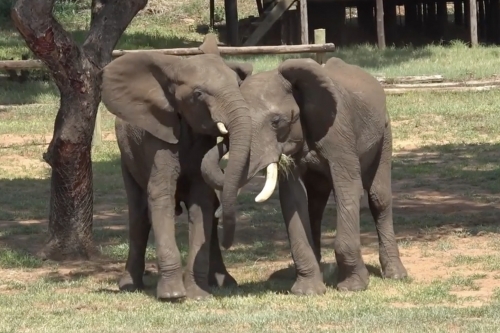 도마(오른쪽)와 마이노스(왼쪽)라는 이름을 가진 수컷 코끼리들끼리 인사하는 모습. 도마가 귀를 펴고 코를 뻗어 마이노스 입에 대고, 마이노스는 귀를 열고 들어 올리면서 인사를 한다.  오스트리아 빈대학 제공