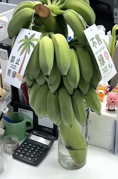 중국 젊은 사무직 근로자들 사이에서 ‘녹색 바나나’를 키우는 게 유행이다. 사진은 사무실 책상 위에 놓인 녹색 바나나 물병. 틱톡 캡처