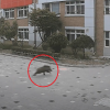 thumbnail - “등교시간 다가오는데”…초등학교 운동장에 나타난 100㎏ 멧돼지(영상)