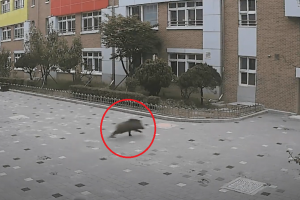 초등학교 운동장에 나타난 100㎏ 멧돼지(영상)