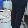 바닥에 방치된 생닭들…유명 치킨점의 ‘충격’ 실태