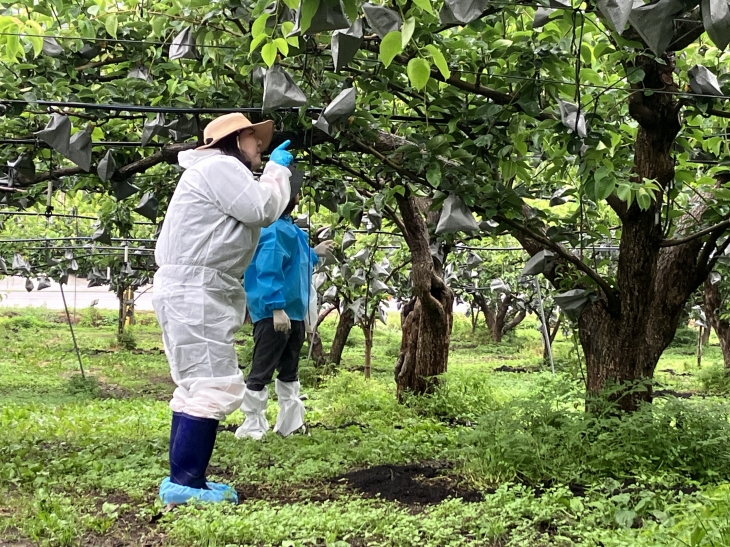 과수화상병 예찰 활동. 충남농업기술원 제공
