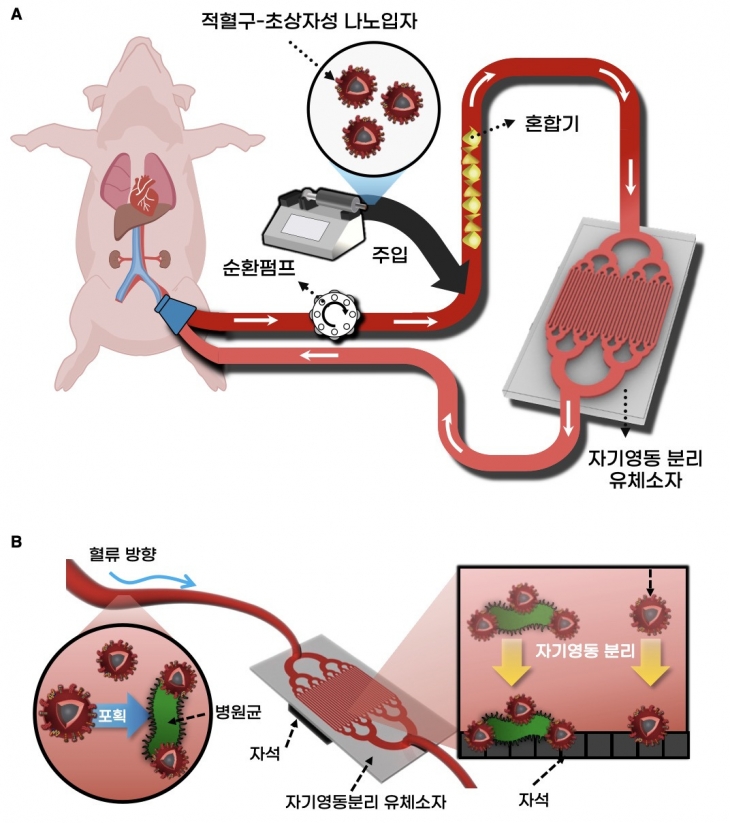 적혈구-초상자성 나노입자를 이용한 혈액정화기술. UNIST 제공