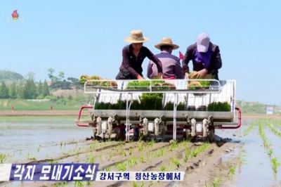 [포토] 이앙기로 모내기하는 북한 주민들