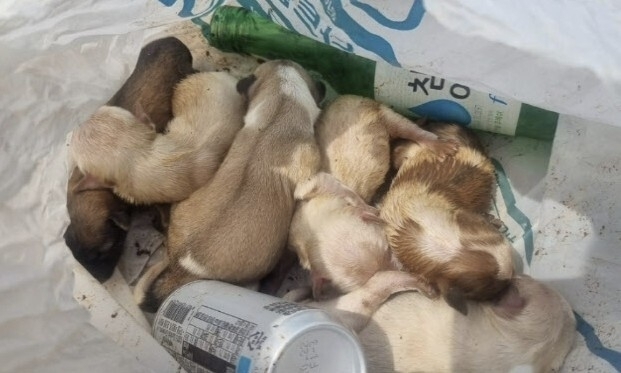 충남 태안에서 쓰레기봉투에 버려진 채 발견된 강아지 6마리. 이중 네 마리가 폐질환으로 숨을 거뒀다. 자료 : 태안동물보호협회