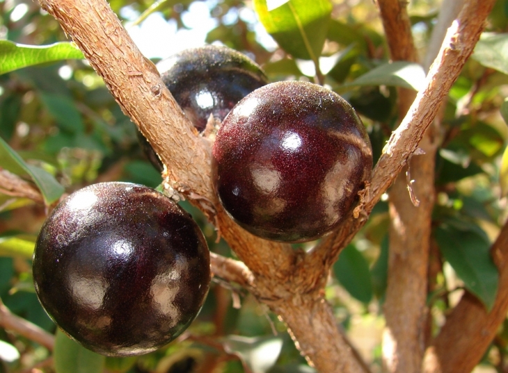 자보티카바 열매.  위키피디아