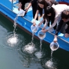 내일 바다의날… 어린 감성돔 4만 마리 방류