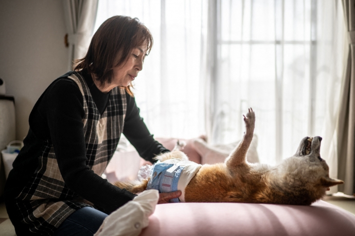 도지코인 마스코트 시바견 카보스의 모습. 2024.3.19 AFP 연합뉴스