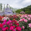 에버랜드 ‘장미축제’ 한창… 300만송이 장미꽃 만개