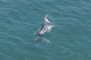 어린 새끼 들어올리는 어미 남방큰돌고래의 모정… 일년새 벌써 7번째 죽음