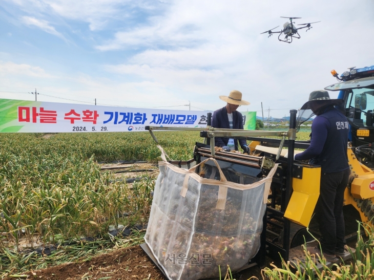 농촌진흥청 관계자가 29일 경북 영천 마늘밭에서 트랙터에 부착된 굴취(땅에서 캐냄)형 수확기로 굴취된 마늘을 자동으로 수확하고 있다.