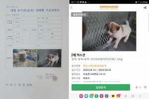 thumbnail - 생후 두달된 강아지 잡고 ‘들개’라며 보상금 타낸 유기동물보호소