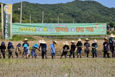 광주 본량초 어린이 “모심기 체험했어요”