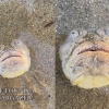 “한국도 서식지”…해변 모래 속 ‘기괴한 물고기’ 정체는