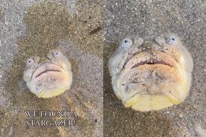 thumbnail - “한국도 서식지”…해변 모래 속 ‘기괴한 물고기’ 정체는